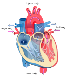 Heart_diagram_blood_flow_en.svg