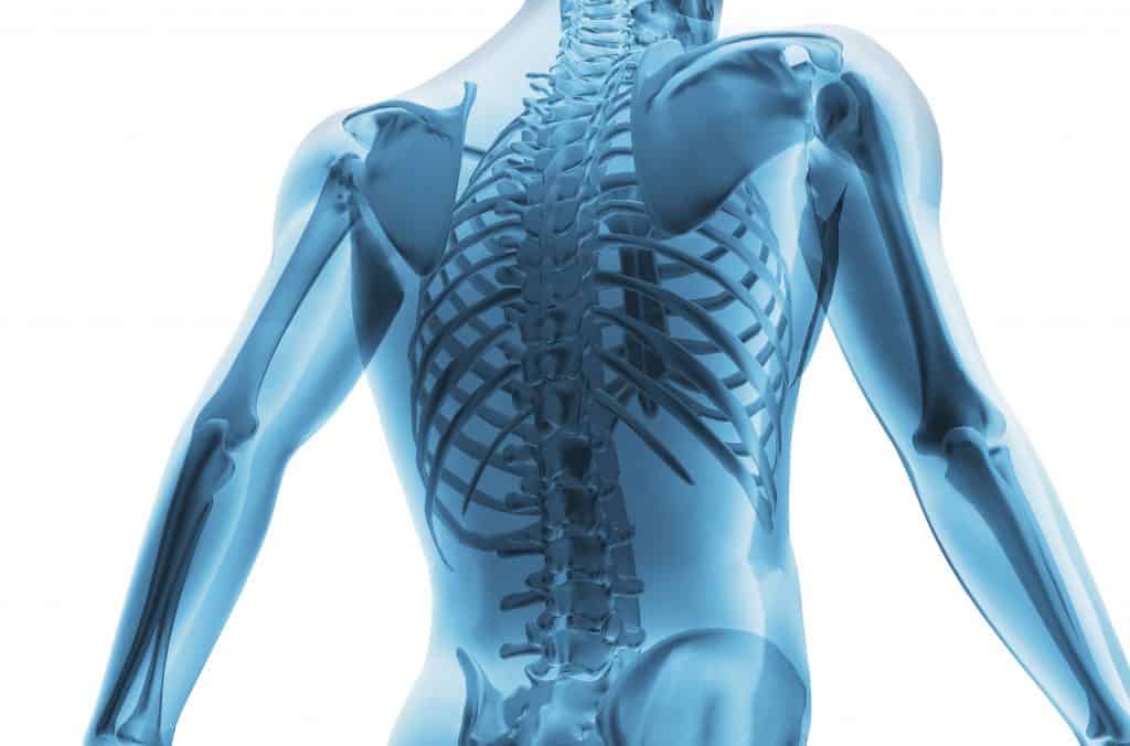 Skeleton of the man. 3D the image of a man's skeleton under a transparent skin